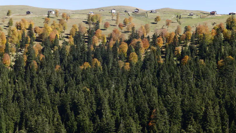 Different social-ecological disturbance regimes, but similar forest structures in the Alps, Carpathians, and Caucasus