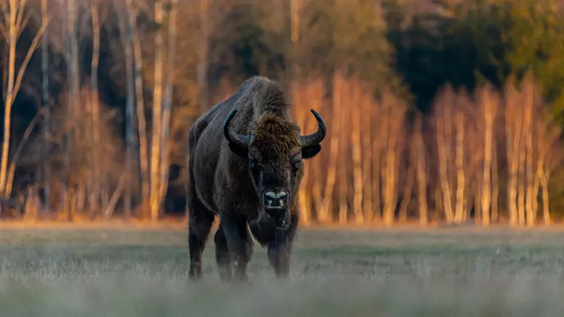 How to speed up European bison recovery