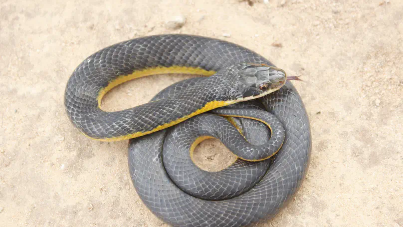 Deforestation Is Making Snake Communities All Look the Same.