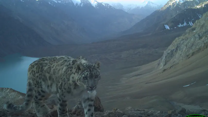Diverging Futures on the Roof of the World: Climate Change, Snow Leopards, and Pastoralists in Central Asia.