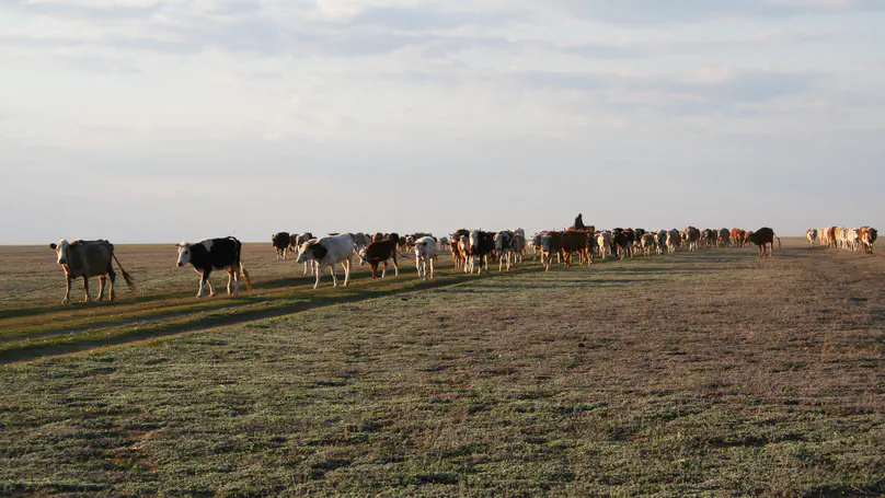 Space use of a diverse megafauna community in a rewilding area in the southwestern Carpathians