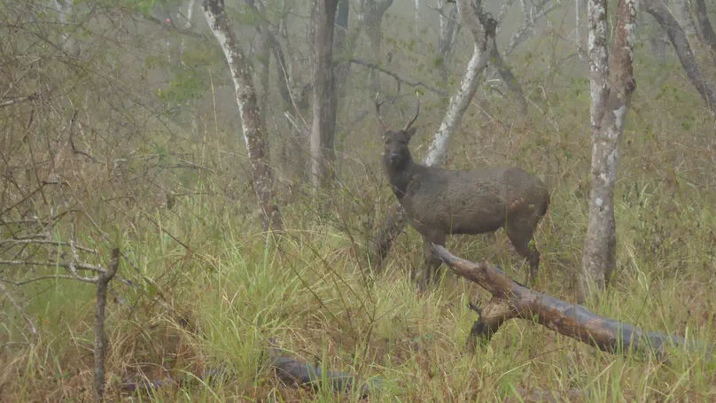 India has lost 65% of its tropical dry woodlands since the 19th century