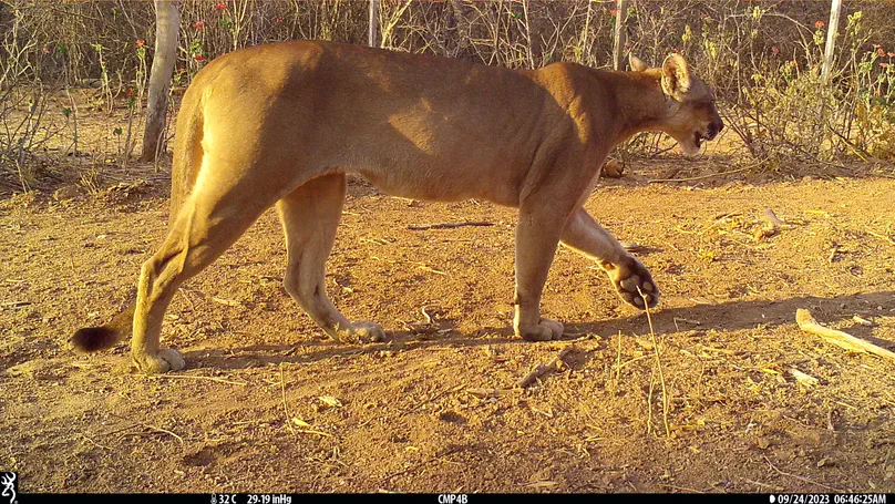 Deforestation and hunting cause widespread functional extinctions of apex predators