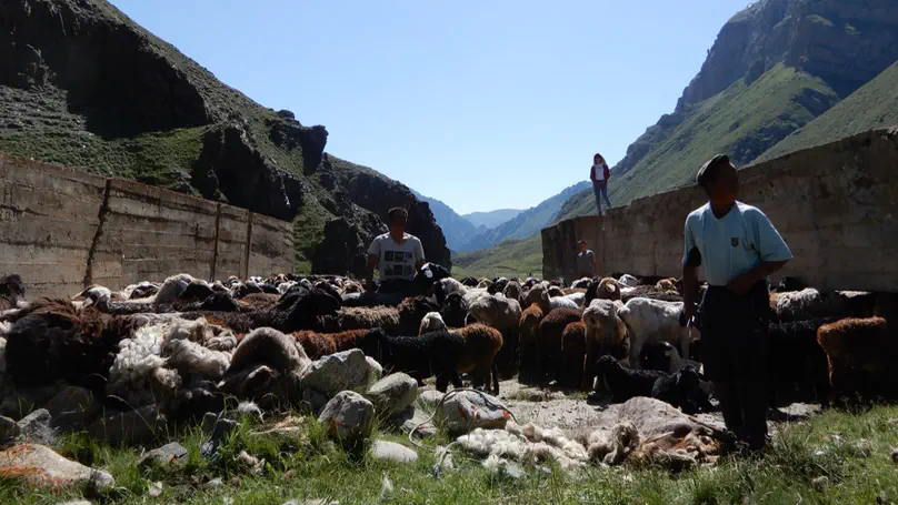 What happens to large carnivores when human societies experience shocks?