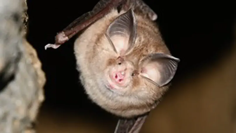 Understanding the macroecology of bats