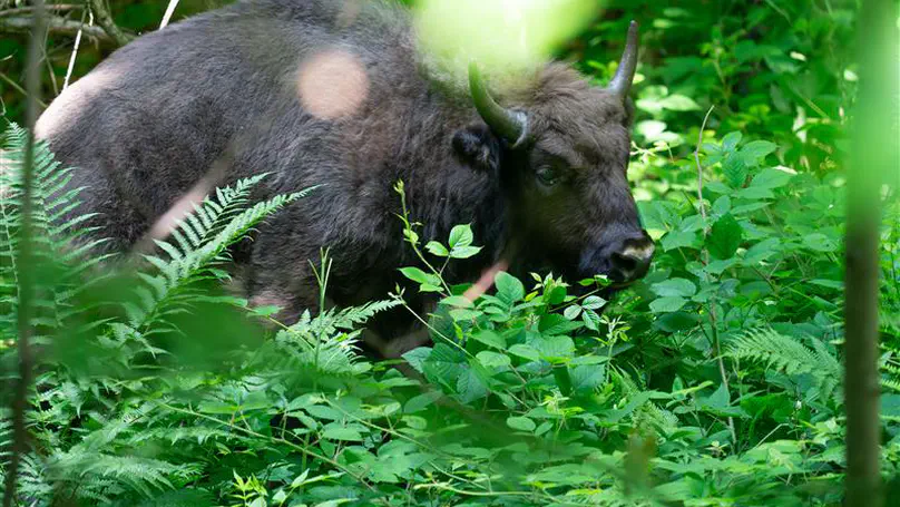 New insights from European bison ecology