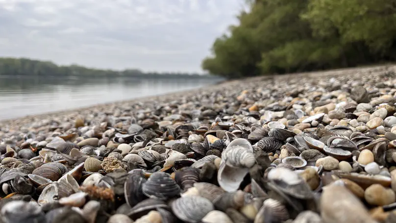 Degradation to Recovery: Climate and Human Drivers of Riparian Forest Health in the Danube