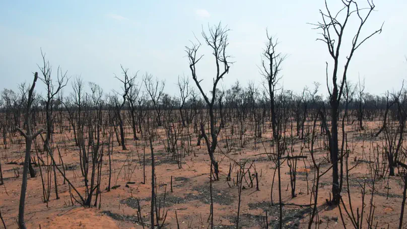 Land use, not climate change, drives changing fire dynamics in the South American Chaco