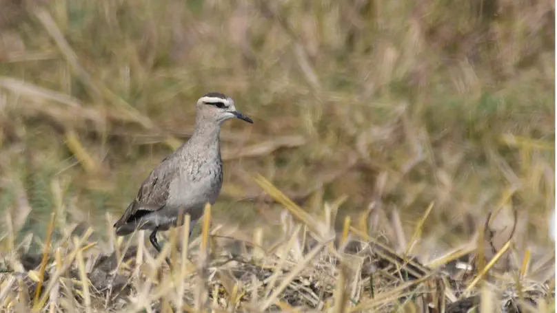 Improving habitat, declining populations: The paradox of the Critically Endangered Sociable Lapwing