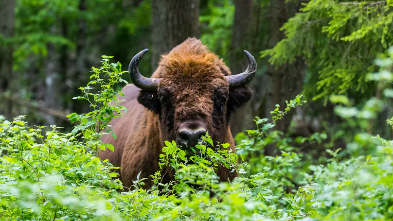 European bison recovery in shared landscapes: Anticipating conflicts before they escalate.