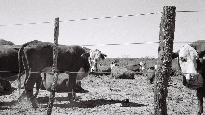 Putting livestock systems on the map: eleven geographies across 4.2 million km² of the dry woodlands in South America