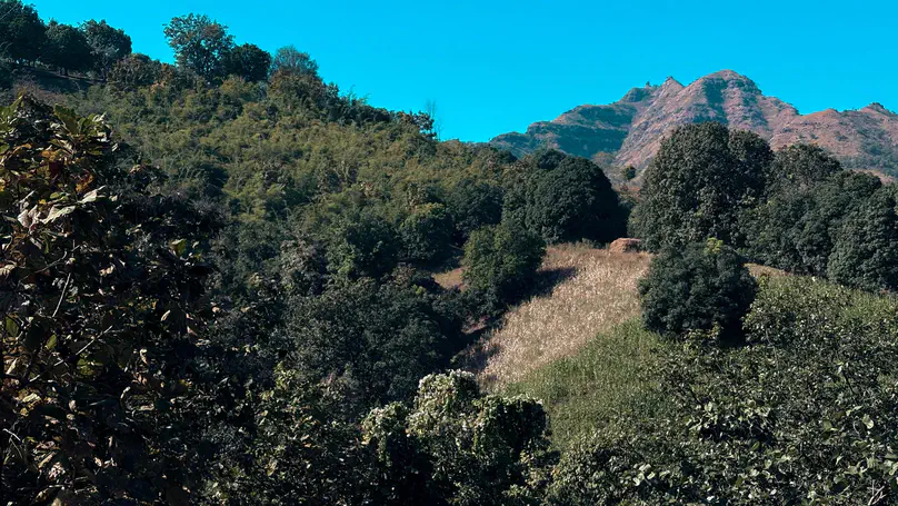 India’s dry woodlands show contrasting patterns of loss and gain