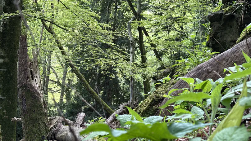 Old-growth forests are biotic microrefugia