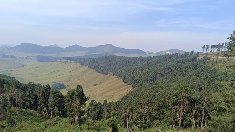 Not All Tree Cover Connects: Home Gardens Outperform Plantations for Biodiversity in Rwanda