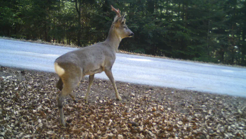 A common enemy - species with distinctive biological and ecological traits showed similar behavioural responses to roads