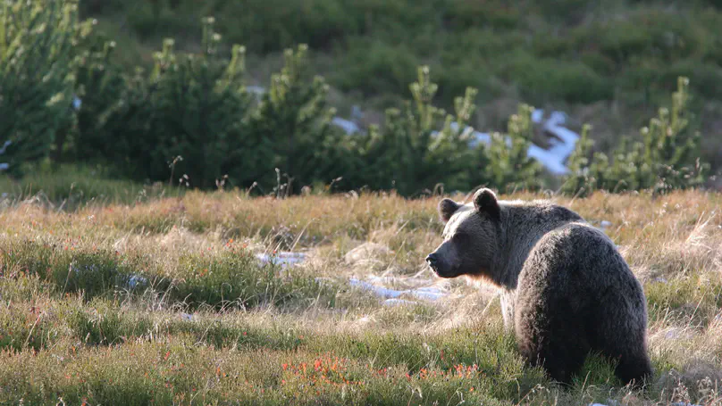Can we predict human-wildlife conflicts from out space?