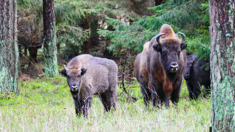 Deadly roads and railways for European bison