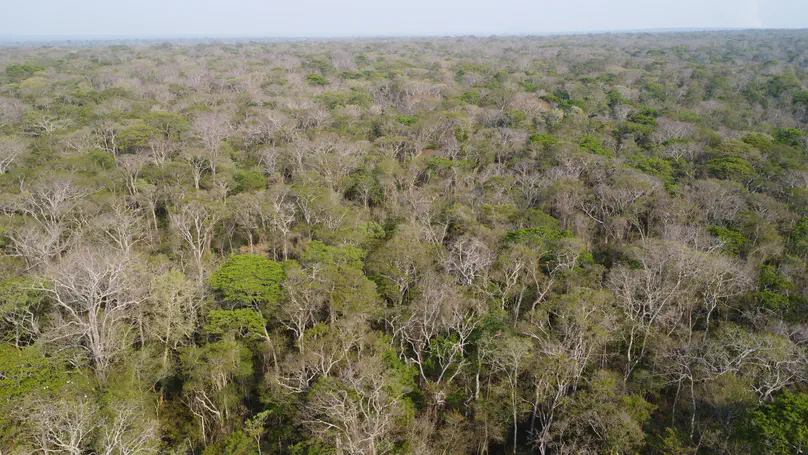 Deforestation frontiers are widespread across tropical dry woodlands