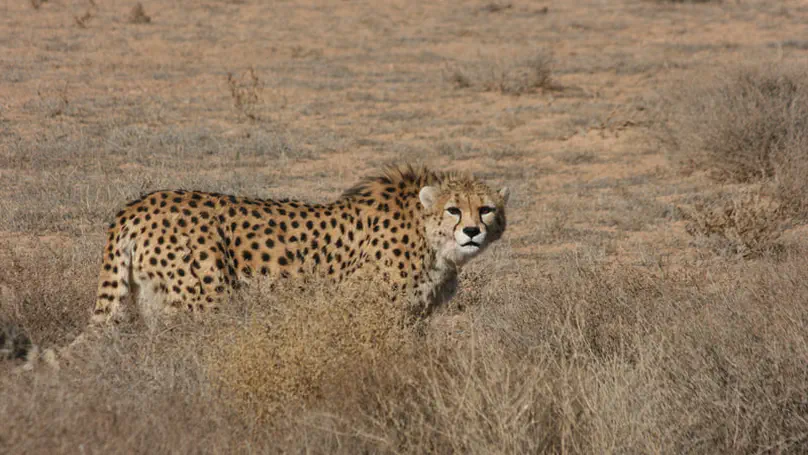 Spatial prioritization to safeguard Asiatic cheetahs from conflict with pastoralists