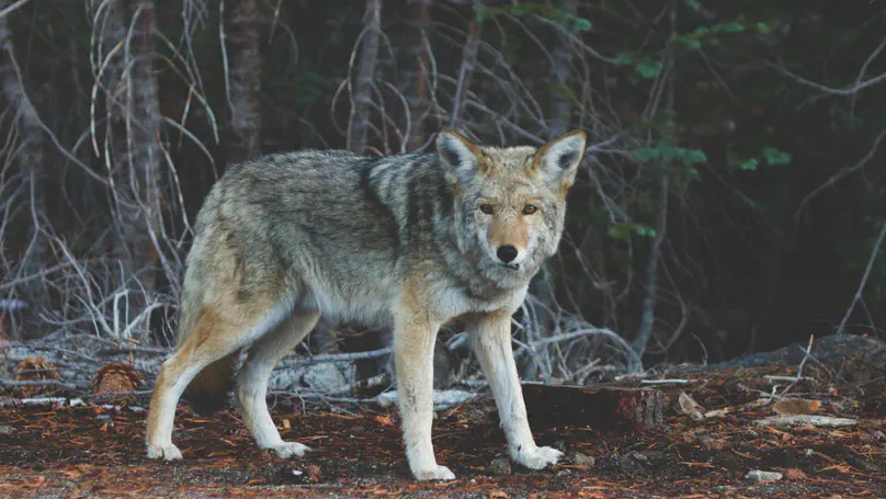 Need for a holistic management of conflicts with rebounding large carnivores in Europe