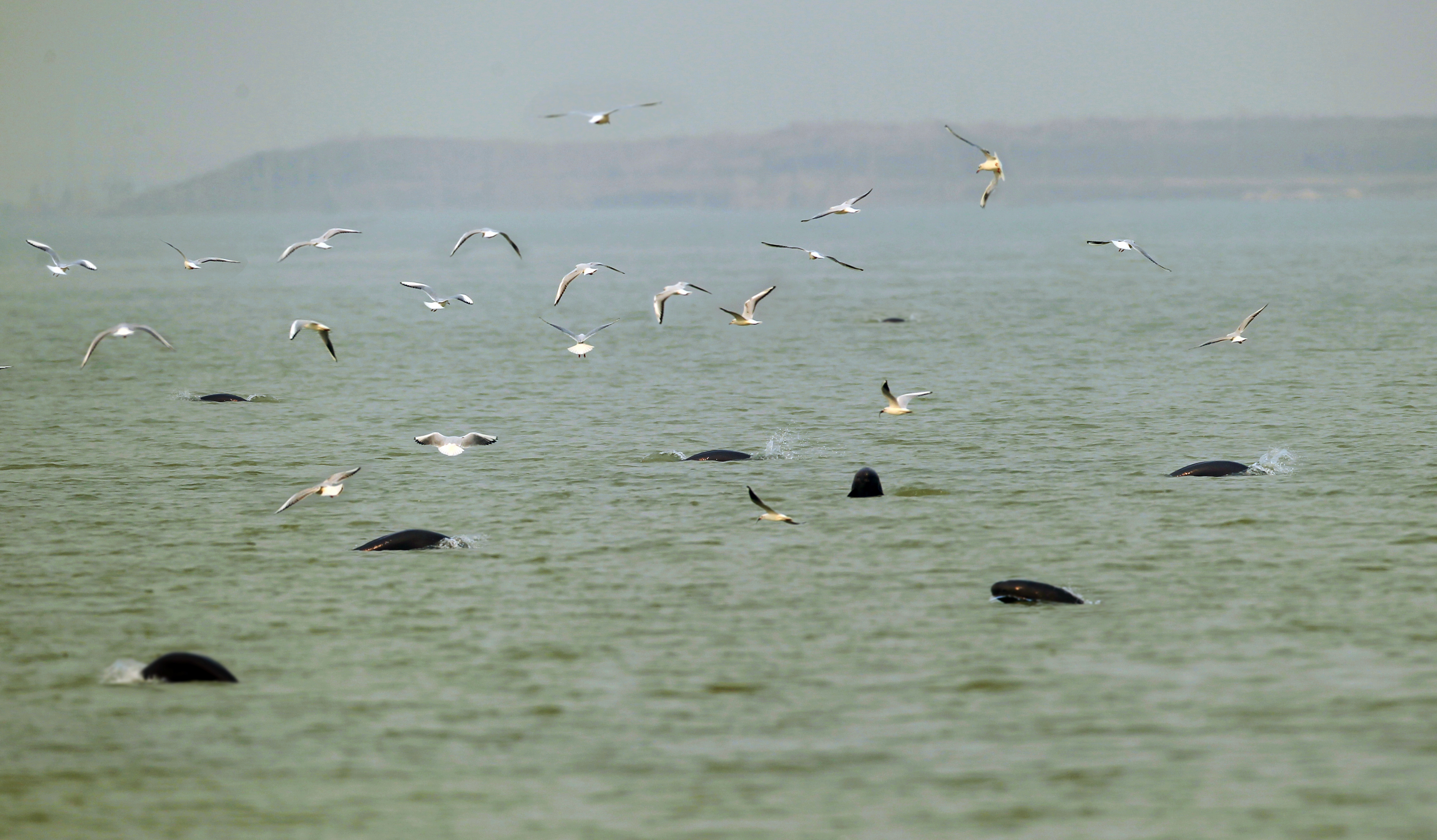 Reinstating freshwater megafauna populations can facilitate ecosystem ...