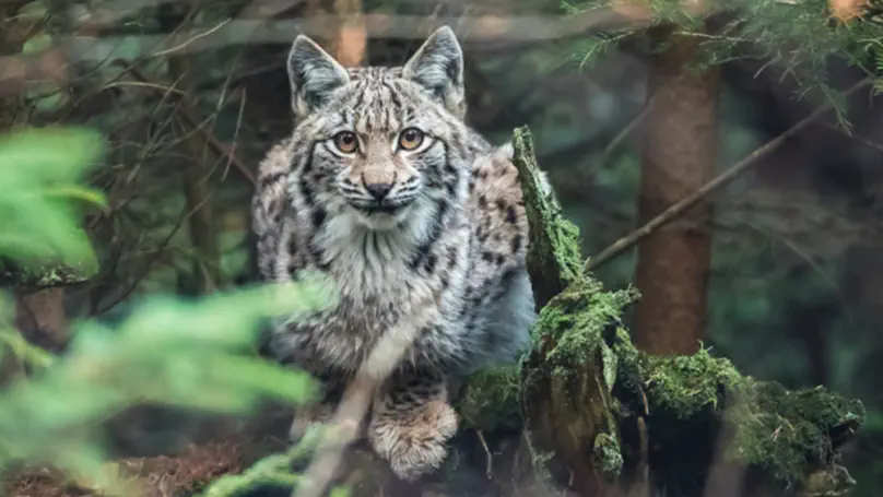 Refuge habitat is key for carnivores in human-dominated landscapes