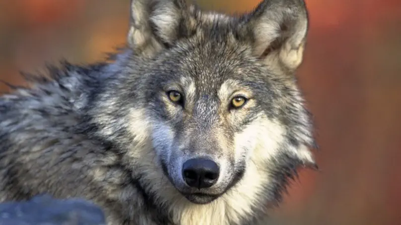 Predicting habitat selection of wolf expanding population in central Europe