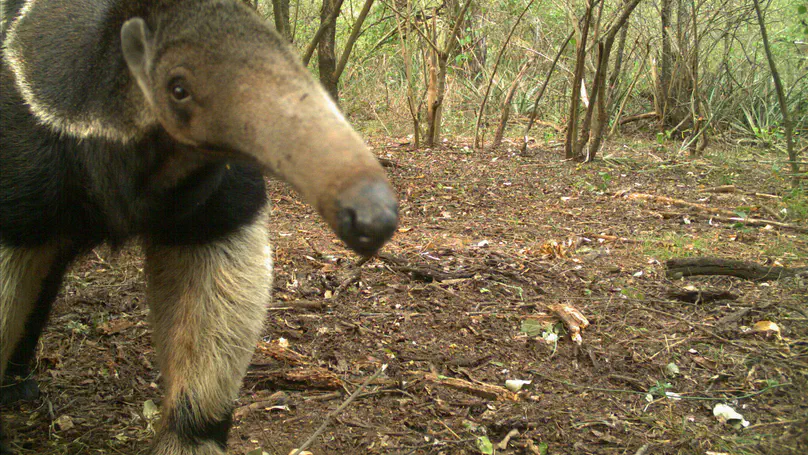 Mapping international conservation funding