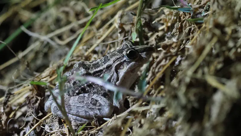 New PhD Position on the Conservation Biogeography of Reptiles and Amphibians in South America Dry Forests
