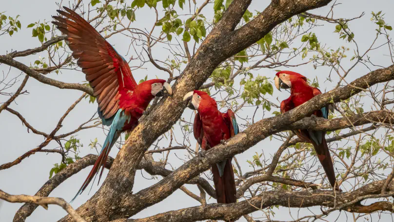 New PhD Position on Land-Use Impacts on Biodiversity in the Bolivian Chiquitania