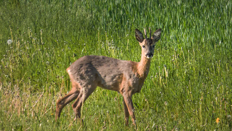 Humans rather than a large carnivore shape ungulate browsing patterns