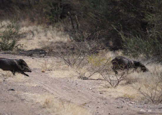 How is biodiversity in land systems impacted by human pressures?